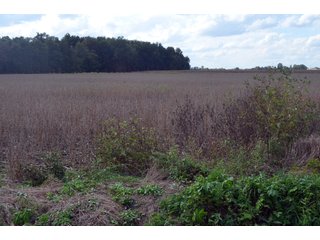 Property photo 63 - EHLE FARMS AUCTION - 118+/- ACRES IN 9 TRACTS IN ALLEN COUNTY, INDIANA